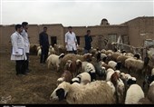 برگزاری اردوهای جهادی دامپزشکی استان بوشهر در مبارزه با بیماری‌های دامی