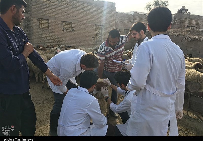 اهواز| اردوی جهادی دانشجویان دامپزشکی اهواز به مناطق محروم خوزستان به روایت تصاویر