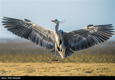 خلیج فارس کے پرندے