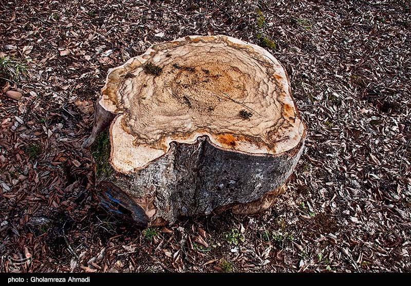 مشکل دریافت خسارت قطع درختان در شهر قم تعیین تکلیف شد