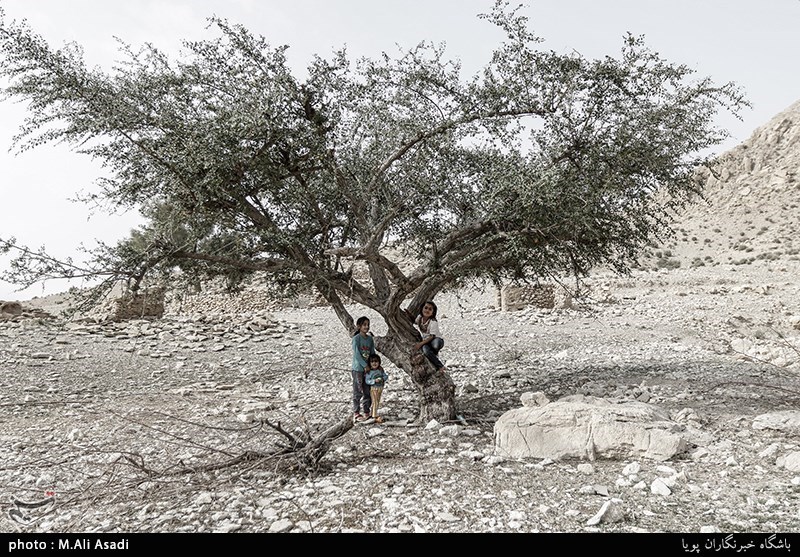 زنجان| 27 درصد مساحت استان زنجان دچار خشکسالی شدید است