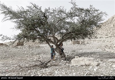 خشکسالی، عامل مهاجرت بسیاری از مردمان ساکن منطقه ارغون است.