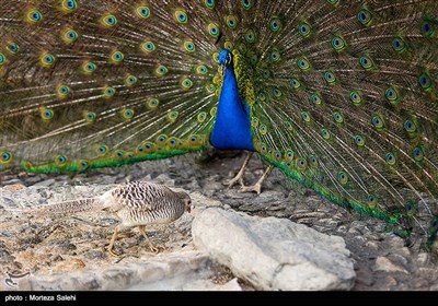 باغ پرندگان - اصفهان