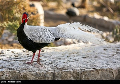 باغ پرندگان - اصفهان