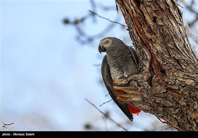 باغ پرندگان - اصفهان