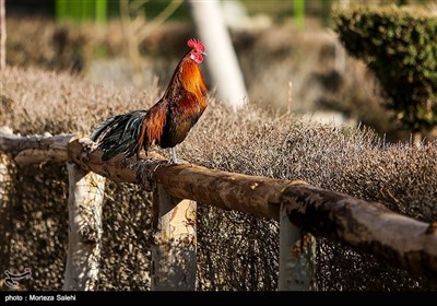 باغ پرندگان - اصفهان