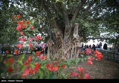 درخت سبز، كهنسال‌ترین درخت لور یا انجیر همان انجیر معبد در جزیره کیش است و چیزی بین 500 تا 600 سال عمر دارد.