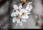 گیلان| شکوفه‌های زمستانی درختان آلوچه در رودسر به روایت تصویر