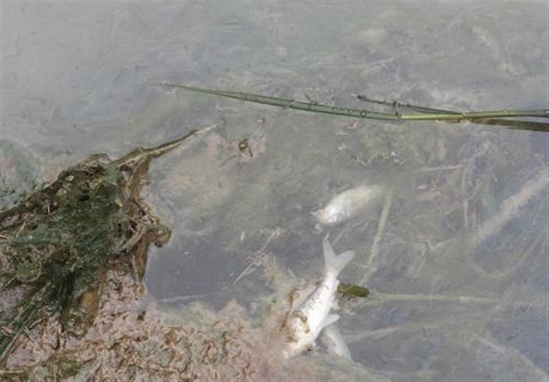 لرستان| بنزین رودخانه تلخاب پلدختر را آلوده کرد+تصاویر