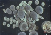Bacteria Can 'Divide and Conquer' to Vanquish Their Enemies