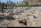 کرمان| مشکلات محیط زیستی ناشی از عملکرد اشتباه انسان بر منابع طبیعی است