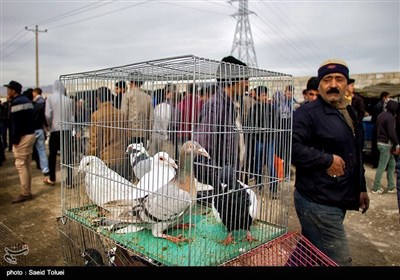 ایران کے شہر بجنورد کا پرندہ بازار
