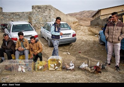 ایران کے شہر بجنورد کا پرندہ بازار