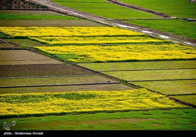 مزارع کلزا در شرق مازندران