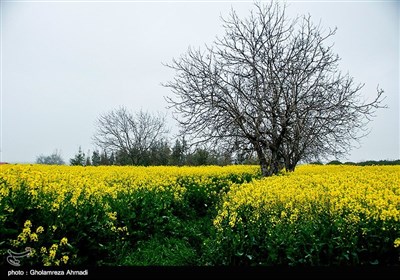 مزارع کلزا در شرق مازندران