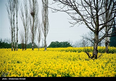 مزارع نبات الشلجم شرقی مازندران