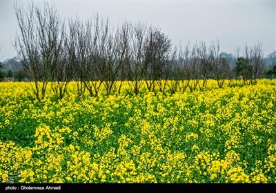 مزارع کلزا در شرق مازندران