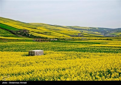 مزارع کلزا در شرق مازندران