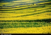 تغییر رویکرد کشاورزی در آذربایجان غربی؛ کلزا جایگزین محصولات پر آببر شد