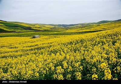 مزارع کلزا در شرق مازندران