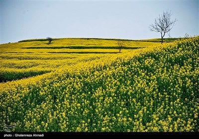 مزارع نبات الشلجم شرقی مازندران