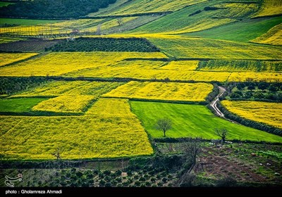 مزارع کلزا در شرق مازندران