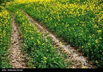 مزارع نبات الشلجم شرقی مازندران