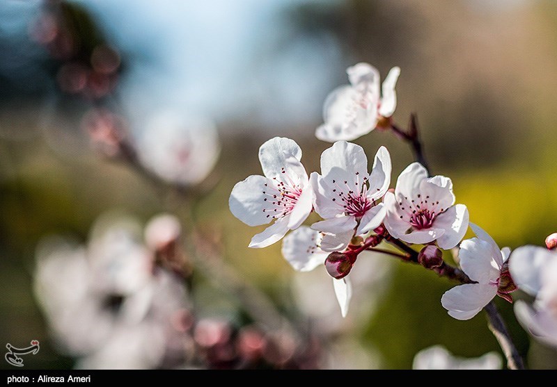 Eram Gardens: One of the Most Famous Historical Gardens in Iran