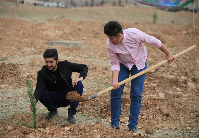 کرمانشاه| سنت دیرینه درختکاری؛ از کاشت درختان مقاوم در برابر ریزگردها تا توسعه فضای سبز به مناطق محروم