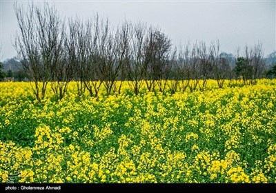 ایران کے صوبہ مازندران میں کینولا کی کاشت