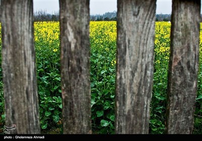 ایران کے صوبہ مازندران میں کینولا کی کاشت