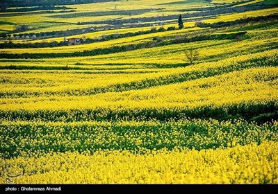 ایران کے صوبہ مازندران میں کینولا کی کاشت