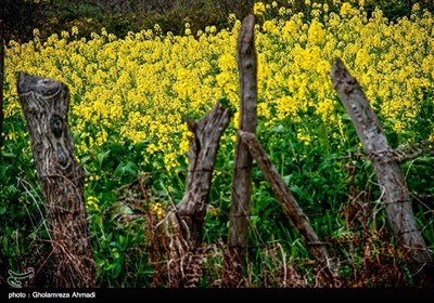 ایران کے صوبہ مازندران میں کینولا کی کاشت