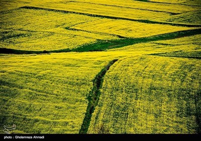 ایران کے صوبہ مازندران میں کینولا کی کاشت