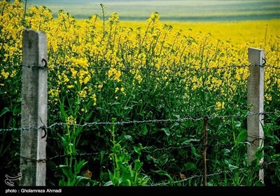 ایران کے صوبہ مازندران میں کینولا کی کاشت