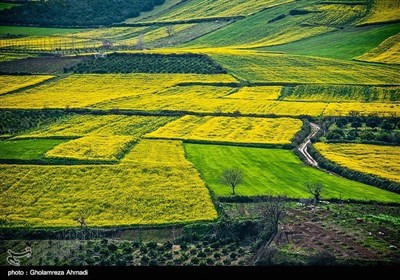 ایران کے صوبہ مازندران میں کینولا کی کاشت