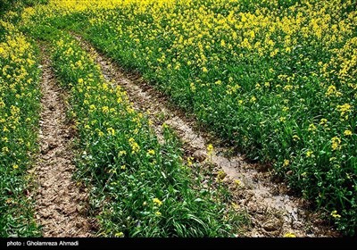 ایران کے صوبہ مازندران میں کینولا کی کاشت