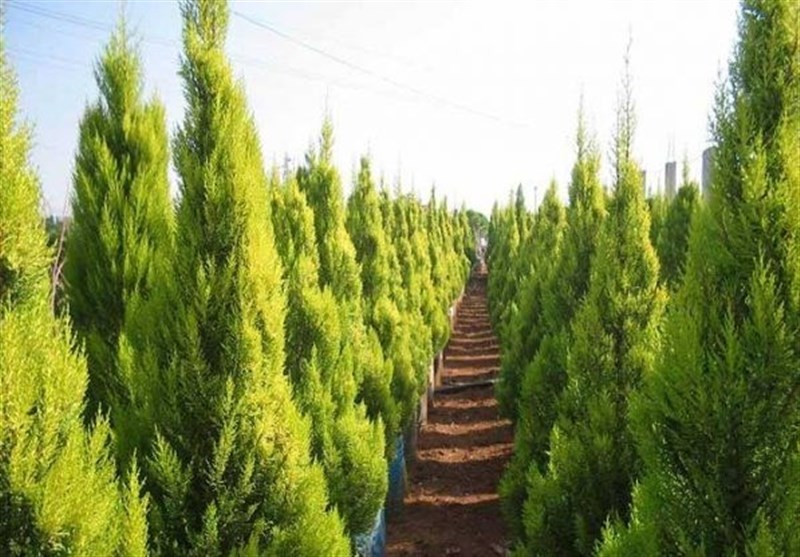 5 دلیل علمی مضر بودن کاشت &quot;درخت کاج&quot; در ایران