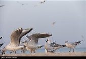 چاه‌های غیرمجاز در البرز سبب کاهش ورود پرندگان مهاجر شده است