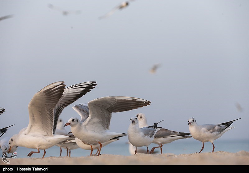 چاه‌های غیرمجاز در البرز سبب کاهش ورود پرندگان مهاجر شده است