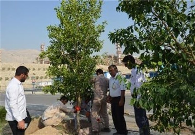 بوشهر| طرح درختکاری خانه تا کارخانه در منطقه صنعتی عسلویه اجرا می‌شود