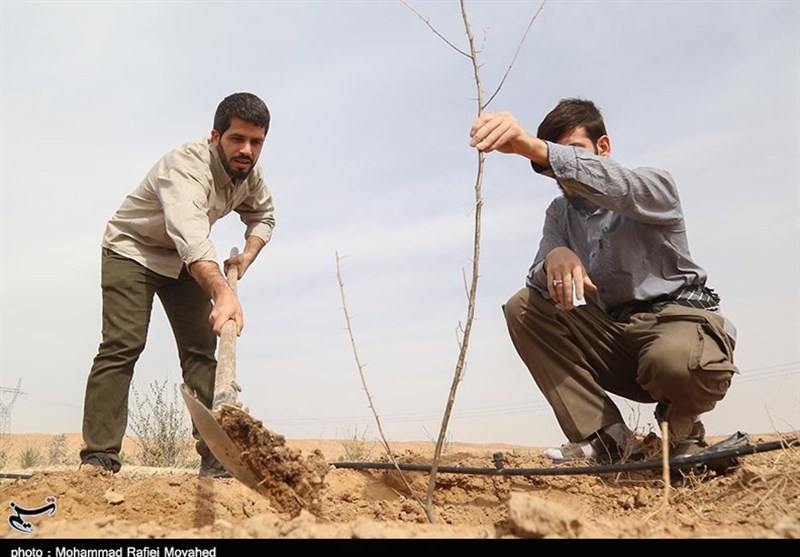 70 هزار اصله درخت صنوبر در مراتع خراسان شمالی کاشته می‌شود