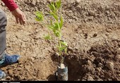 اهواز| کاشت بیش از 800 نهال در کانون ریزگردهای خوزستان به شکرانه بازگشت از جهنم اعتیاد + فیلم