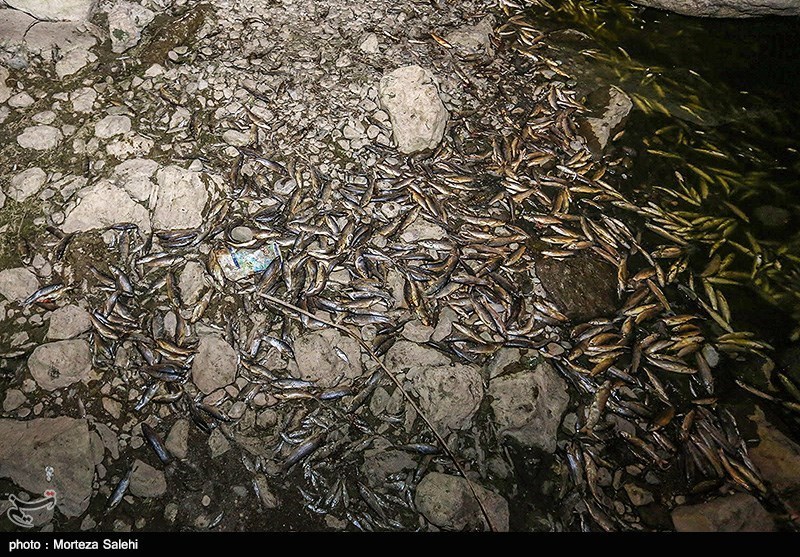 اصفهان| ماجرای غم انگیز مرگ دسته جمعی ماهی‌ها در زنده‌رود+تصاویر