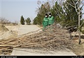 6090 درخت مزین به نام شهیدان در بوستان یادمان قم کاشته می‌شود