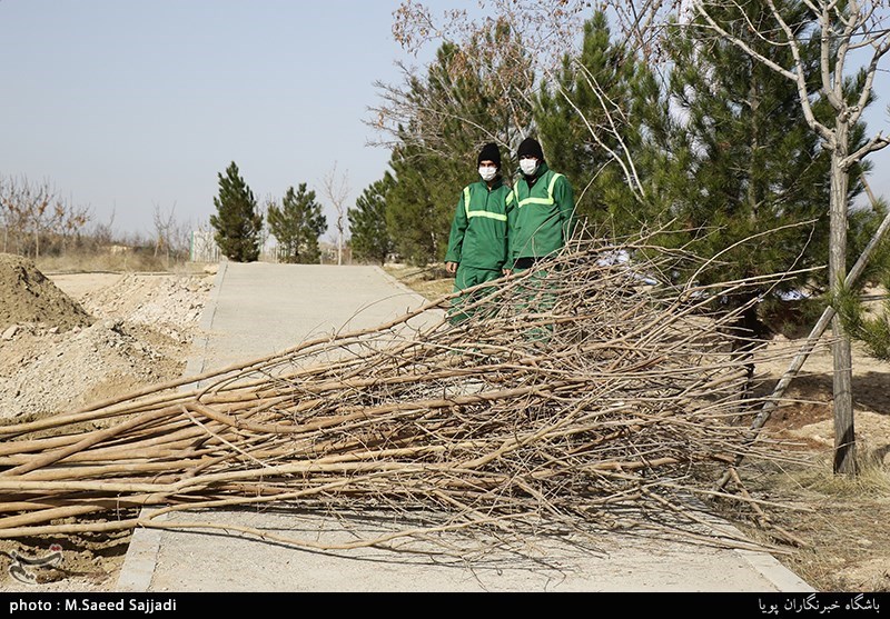 6090 درخت مزین به نام شهیدان در بوستان یادمان قم کاشته می‌شود