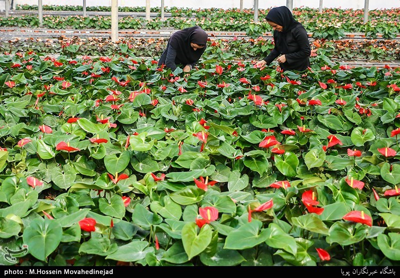 آغاز طرح مطالعاتی تبدیل پاکدشت به منطقه ویژه گردشگری گل و گیاه در ایران
