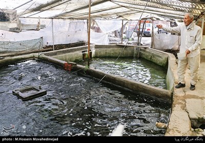 حسین سلطانی 64 ساله از سال1388 با 200هزار تومان سرمایه اولیه شروع به پرورش ماهی می کند.وی هم اکنون با ایجاد 4 حوضچه 1500تن ماهی آماده عرضه به بازار دارد