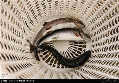 پرورش ماهی قزل آلا سودی 60 میلیون تومانی در سال برای این پرورش دهنده دارد.