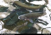 پرورش گونه‌های اقتصادی ماهی میزان صادرات گیلان را افزایش می‌دهد